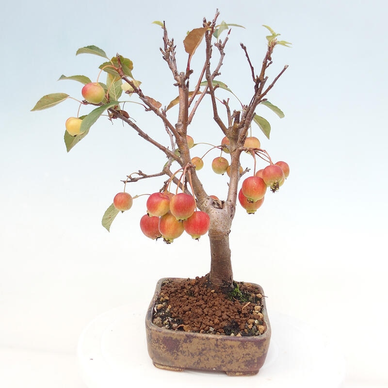 Bonsai plenerowe - Malus Halliana - Jabłoń drobnoowocowa