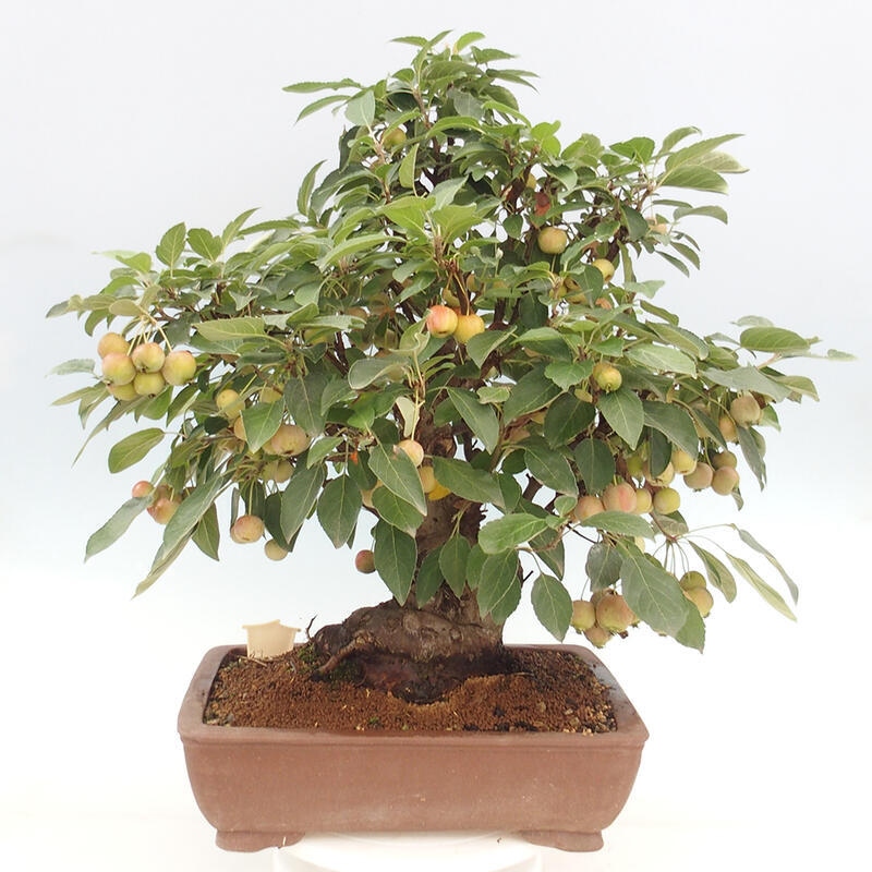 Bonsai plenerowe - Malus Halliana - Jabłoń drobnoowocowa