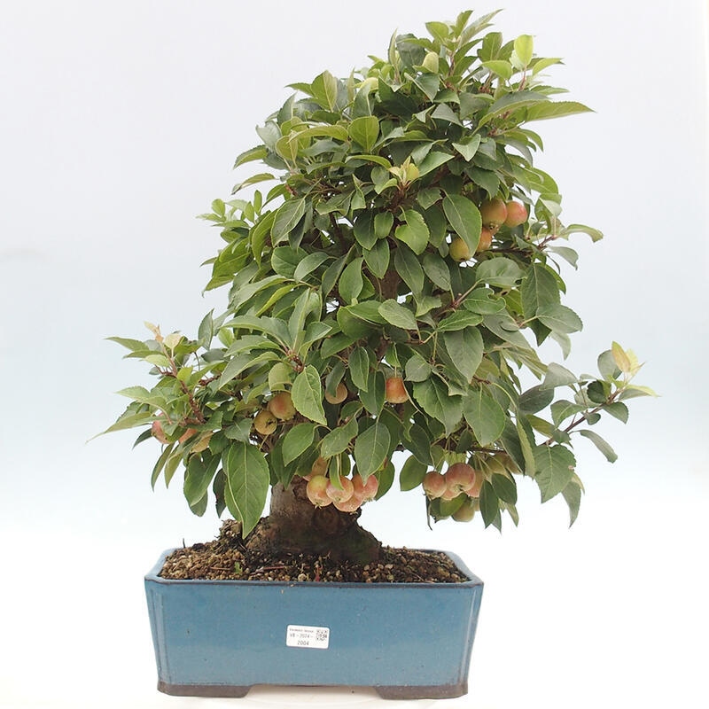 Bonsai plenerowe - Malus Halliana - Jabłoń drobnoowocowa