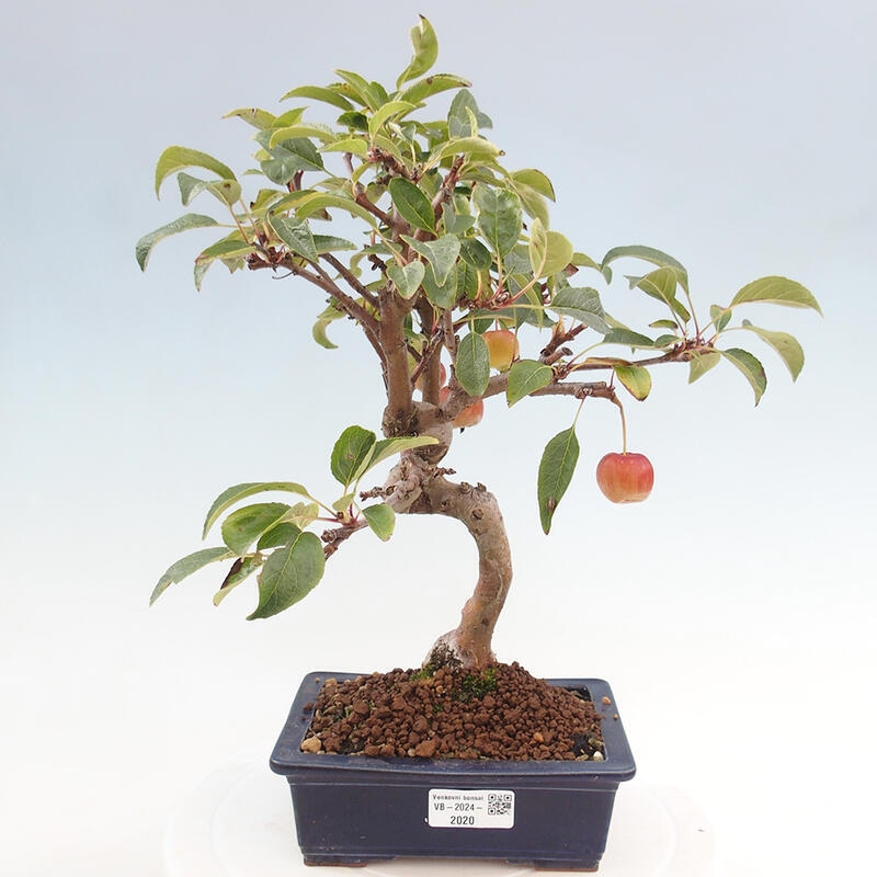 Bonsai plenerowe - Malus Halliana - Jabłoń drobnoowocowa