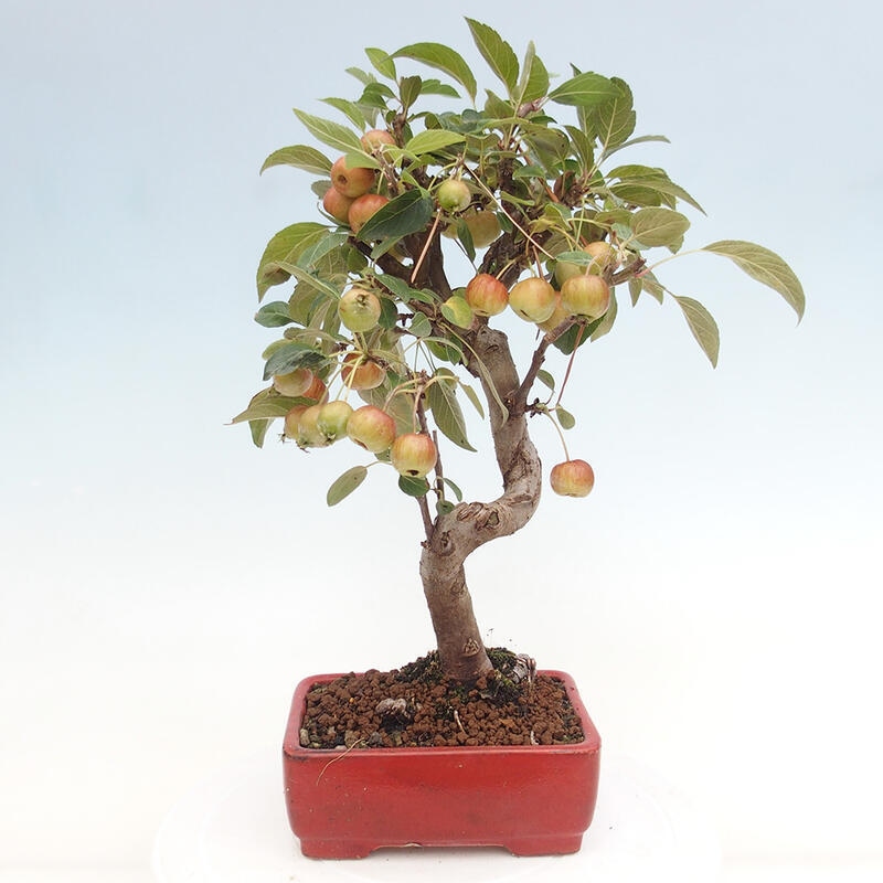 Bonsai plenerowe - Malus Halliana - Jabłoń drobnoowocowa