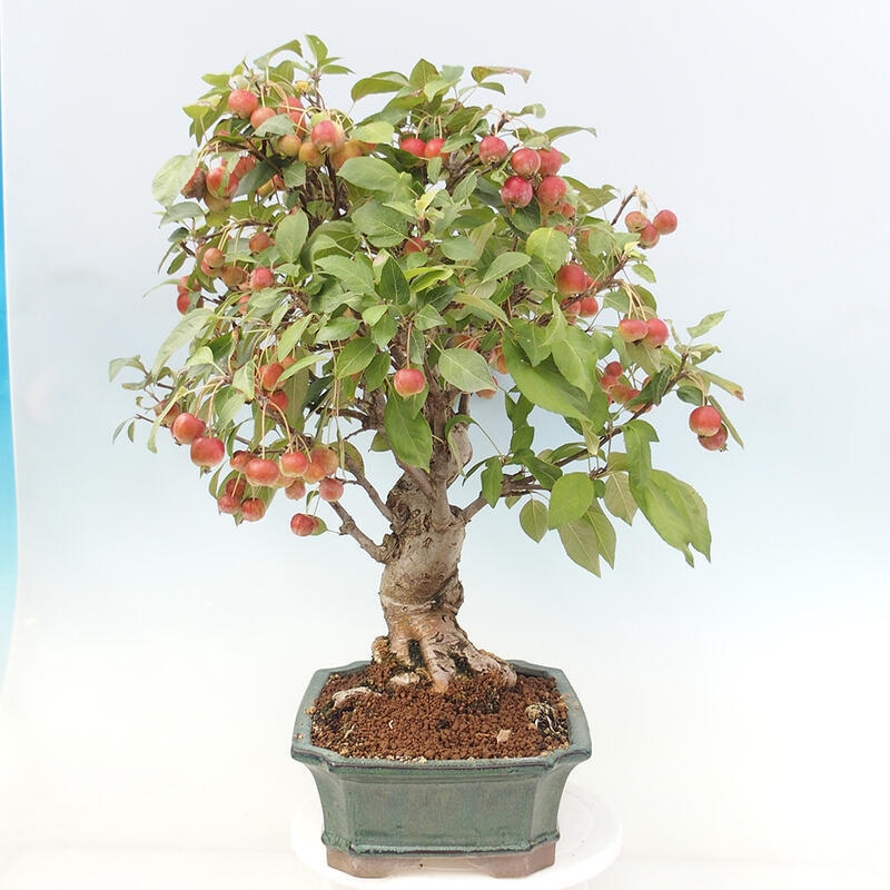 Bonsai plenerowe - Malus Halliana - Jabłoń drobnoowocowa