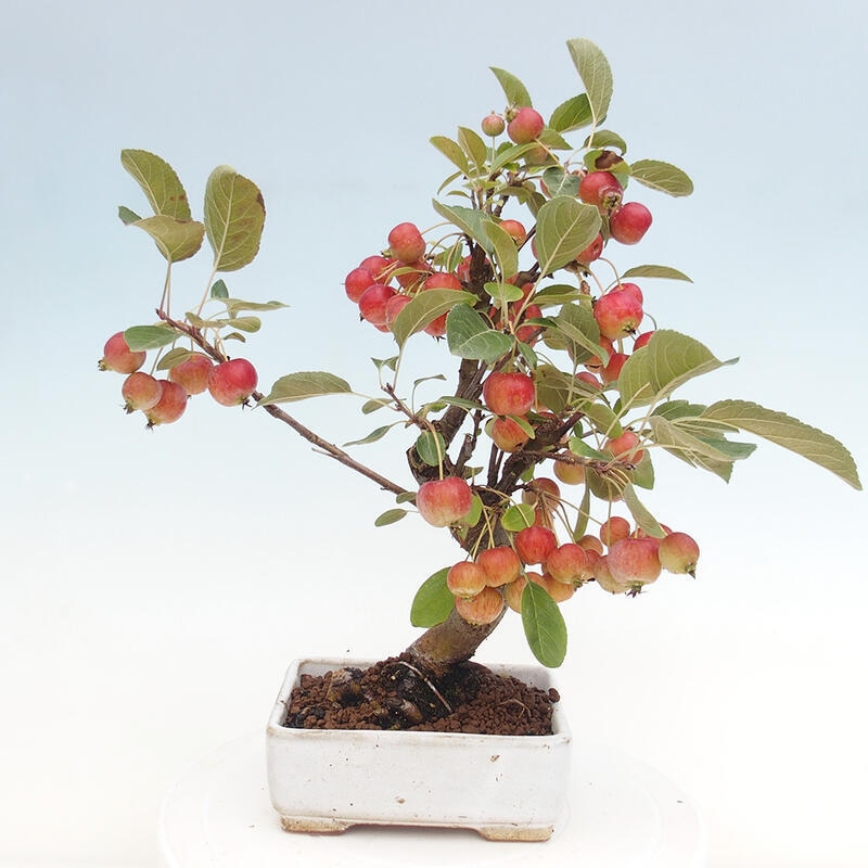 Bonsai plenerowe - Malus Halliana - Jabłoń drobnoowocowa