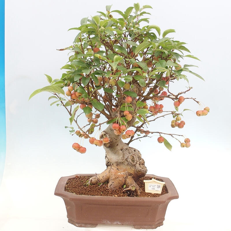 Bonsai plenerowe - Malus Halliana - Jabłoń drobnoowocowa