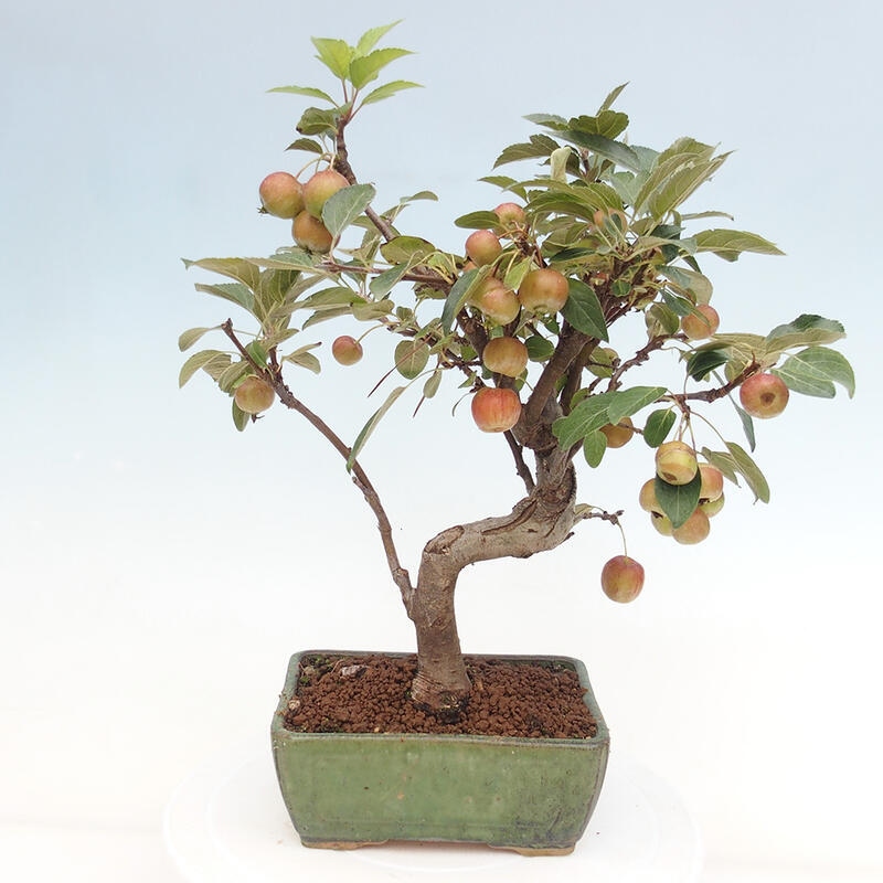 Bonsai plenerowe - Malus Halliana - Jabłoń drobnoowocowa