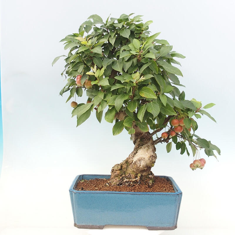 Bonsai plenerowe - Malus Halliana - Jabłoń drobnoowocowa