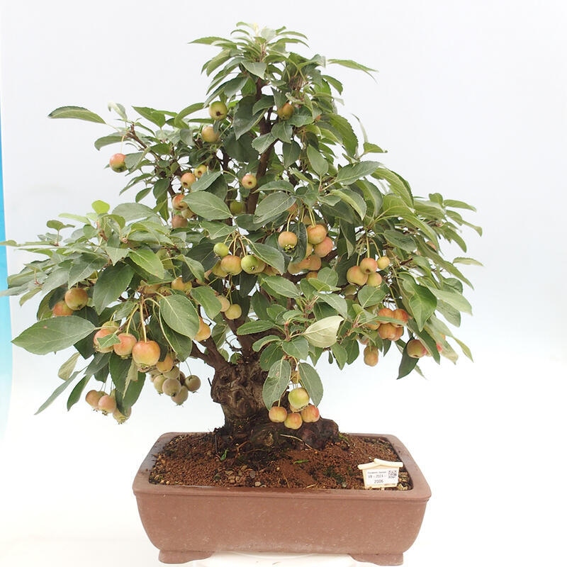 Bonsai plenerowe - Malus Halliana - Jabłoń drobnoowocowa