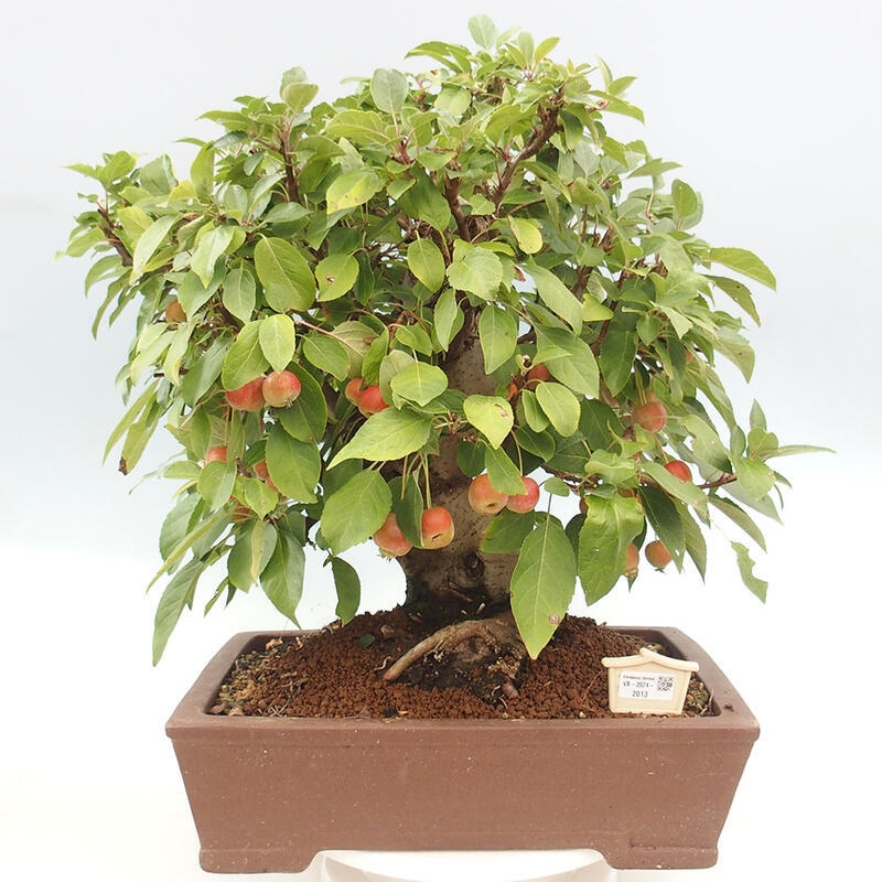 Bonsai plenerowe - Malus Halliana - Jabłoń drobnoowocowa