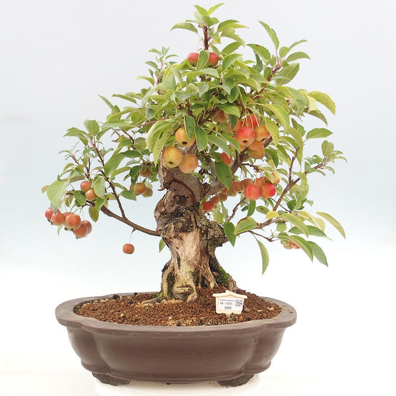 Bonsai plenerowe - Malus Halliana - Jabłoń drobnoowocowa