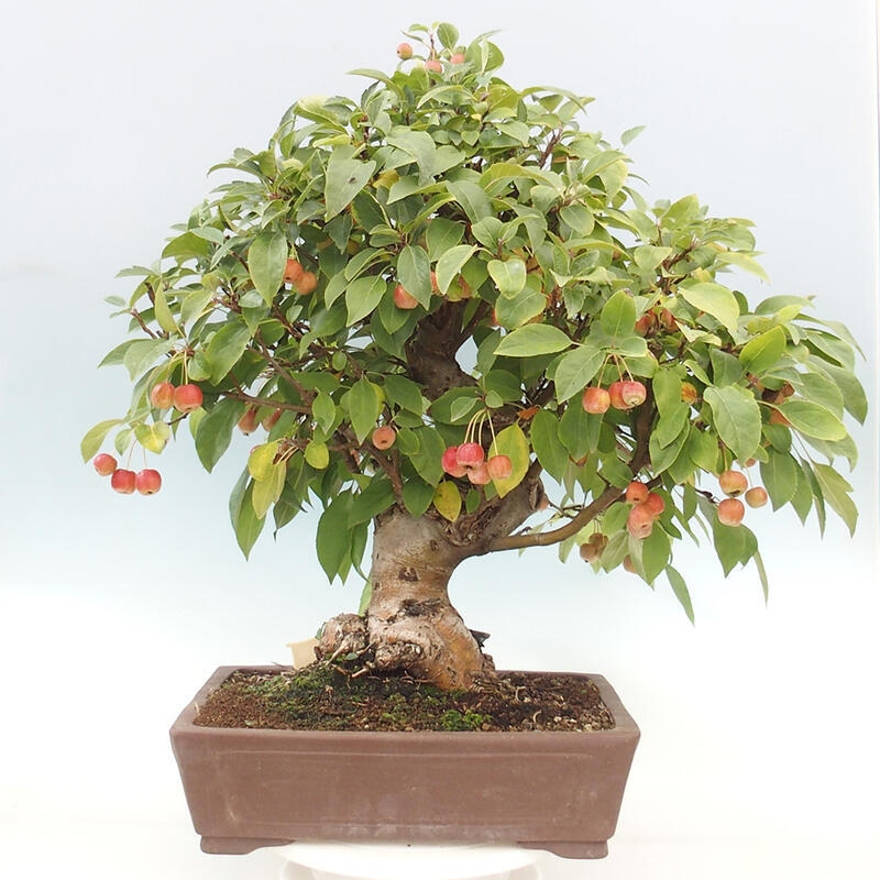 Bonsai plenerowe - Malus Halliana - Jabłoń drobnoowocowa