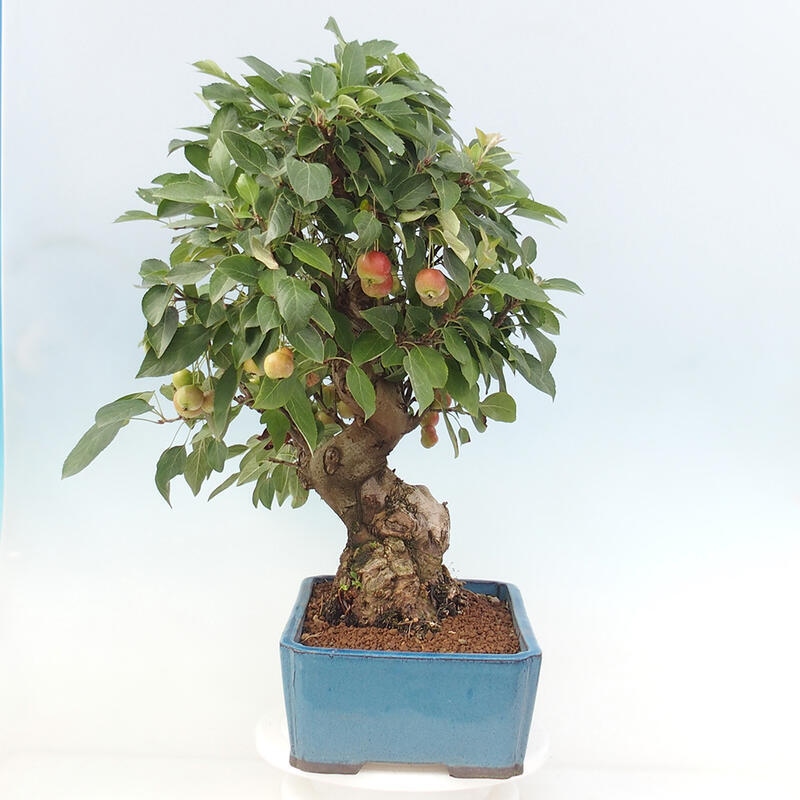 Bonsai plenerowe - Malus Halliana - Jabłoń drobnoowocowa