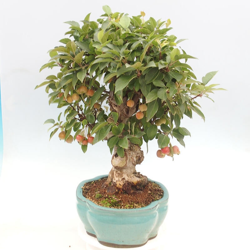 Bonsai plenerowe - Malus Halliana - Jabłoń drobnoowocowa