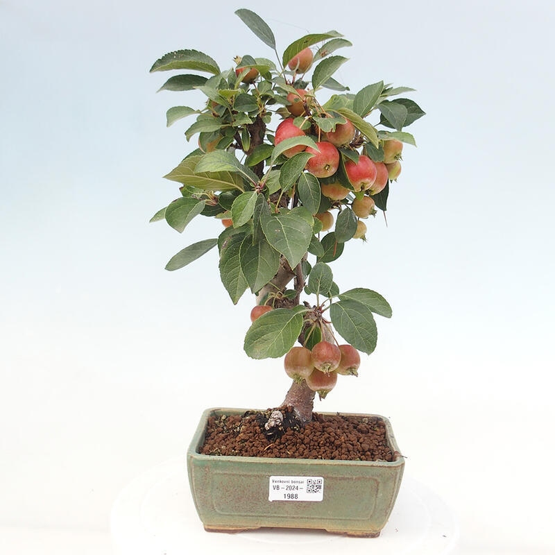 Bonsai plenerowe - Malus Halliana - Jabłoń drobnoowocowa