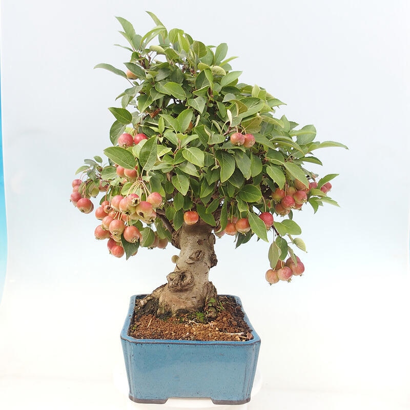 Bonsai plenerowe - Malus Halliana - Jabłoń drobnoowocowa