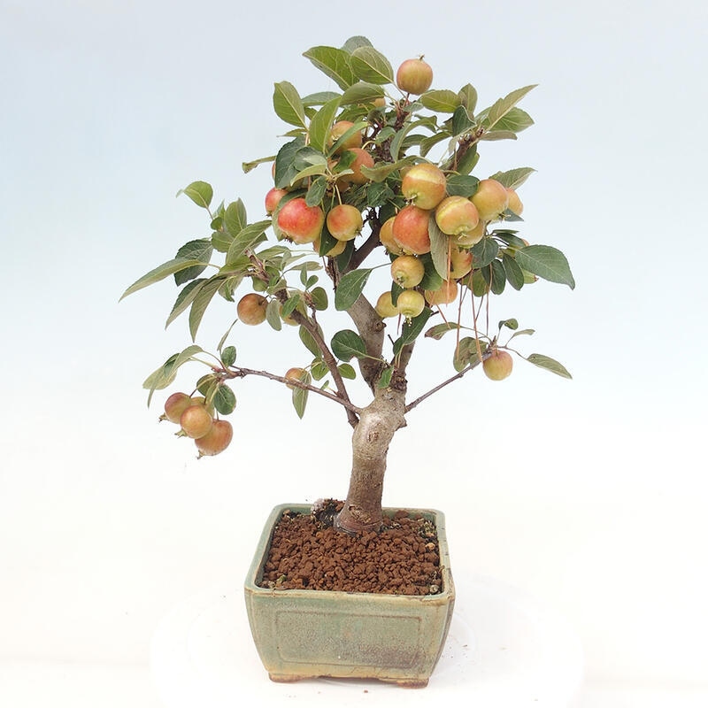 Bonsai plenerowe - Malus Halliana - Jabłoń drobnoowocowa