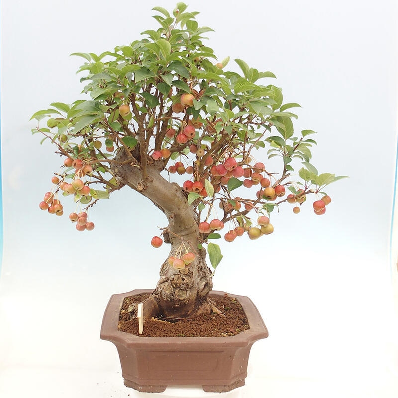 Bonsai plenerowe - Malus Halliana - Jabłoń drobnoowocowa