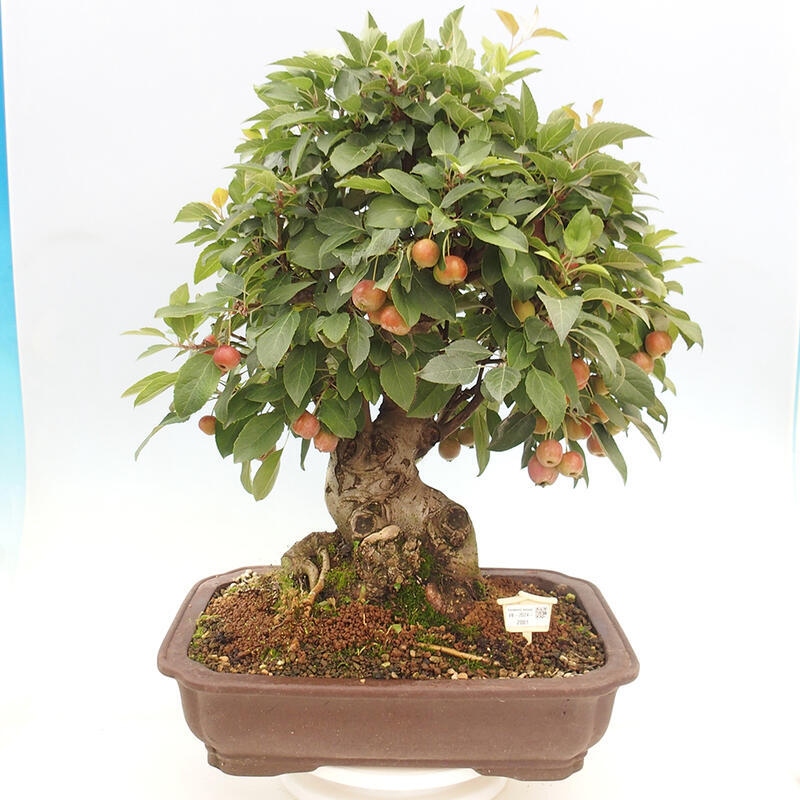 Bonsai plenerowe - Malus Halliana - Jabłoń drobnoowocowa