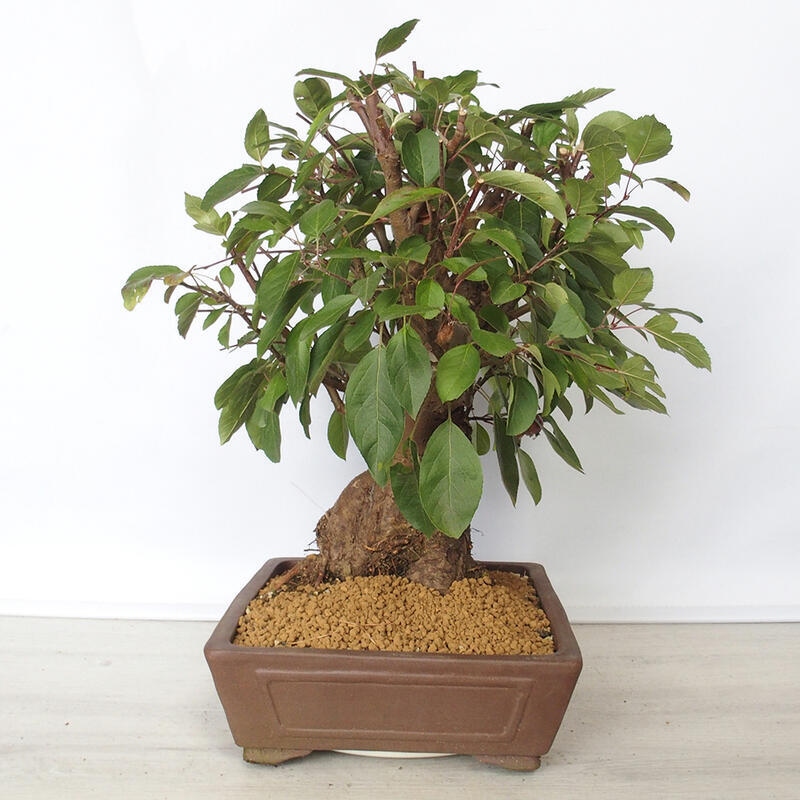 Outdoor bonsai -Malus Halliana - owocach jabłoni