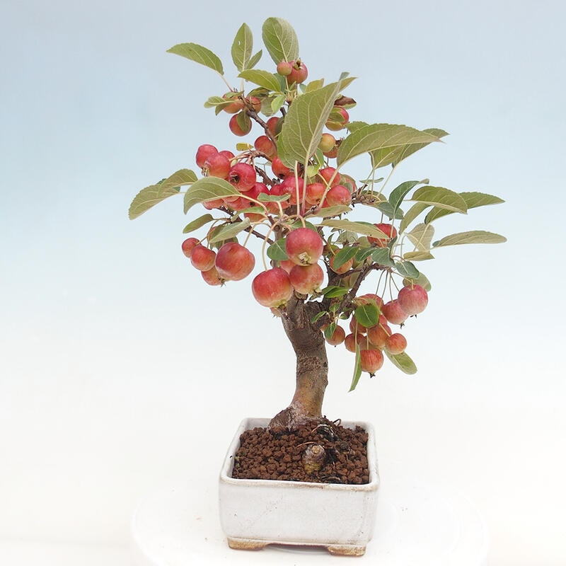 Bonsai plenerowe - Malus Halliana - Jabłoń drobnoowocowa