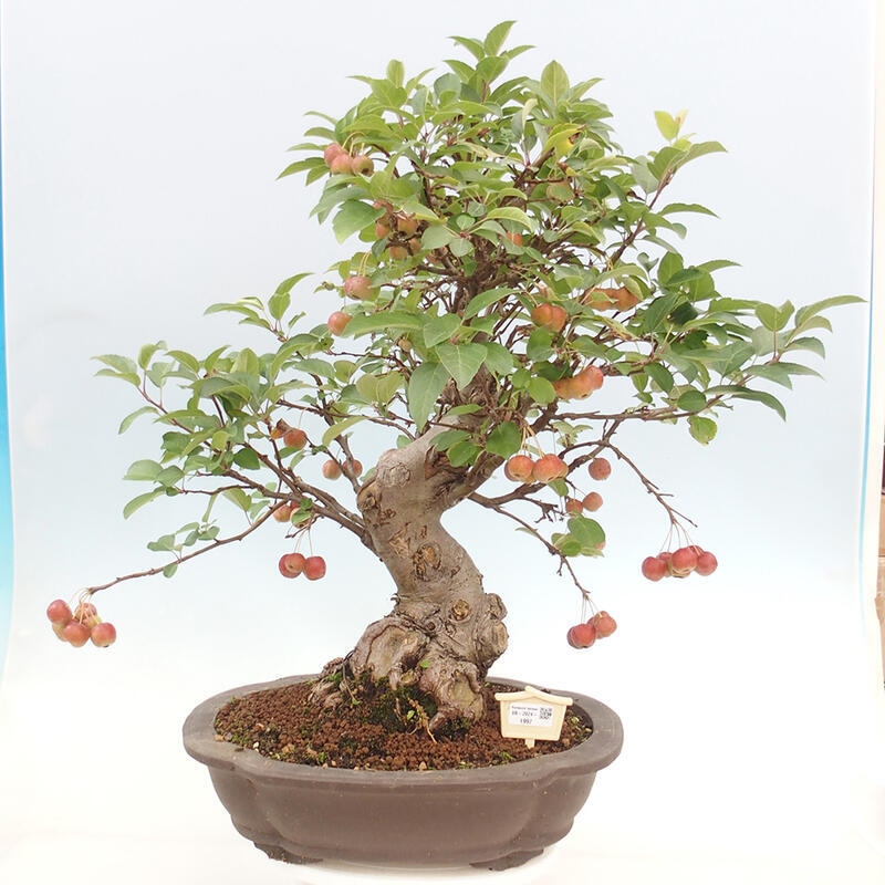 Bonsai plenerowe - Malus Halliana - Jabłoń drobnoowocowa