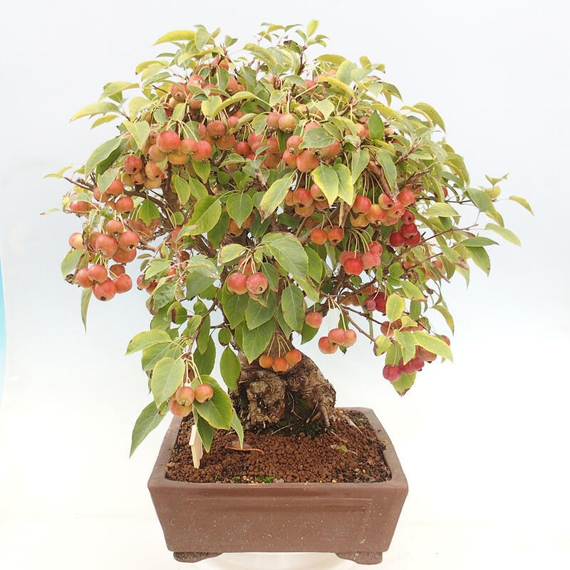 Bonsai plenerowe - Malus Halliana - Jabłoń drobnoowocowa