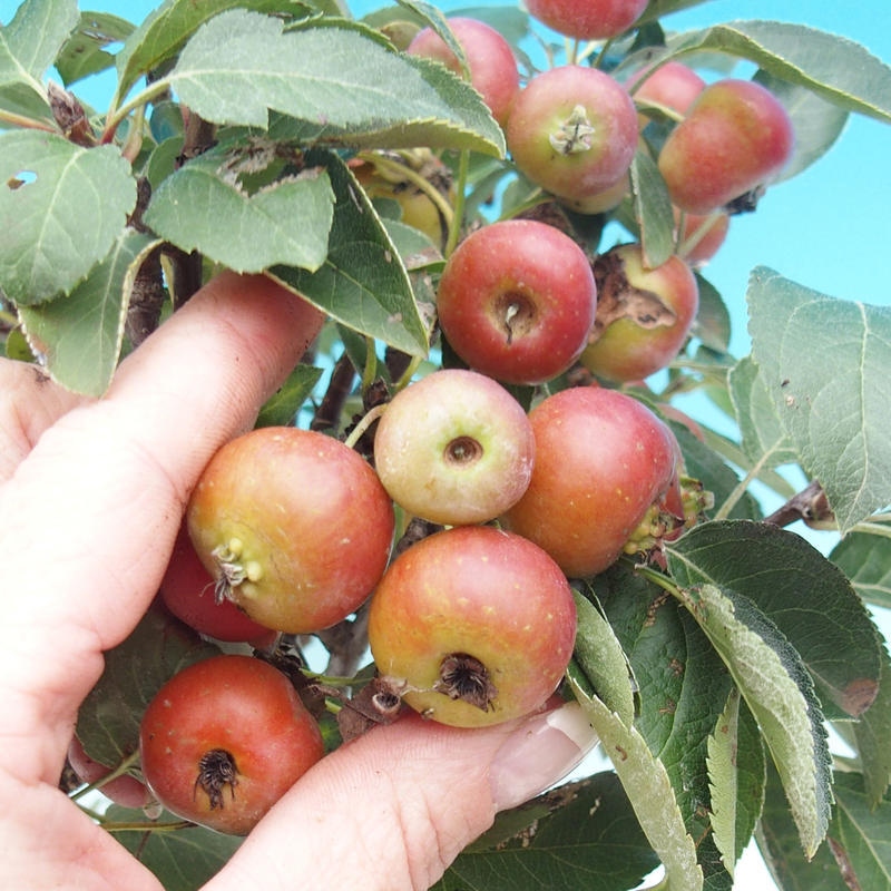 Bonsai plenerowe - Malus Halliana - Jabłoń drobnoowocowa