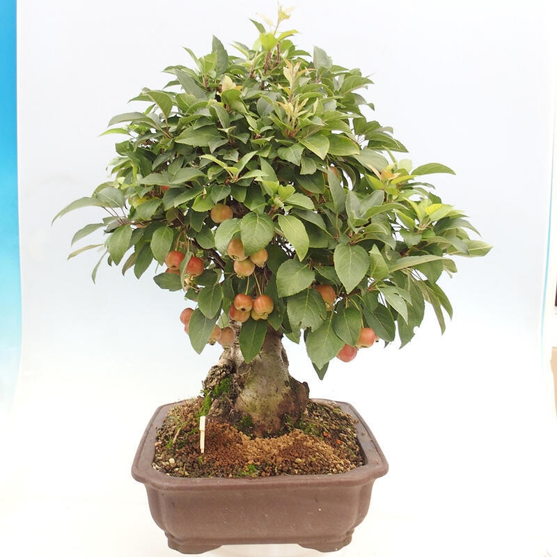 Bonsai plenerowe - Malus Halliana - Jabłoń drobnoowocowa