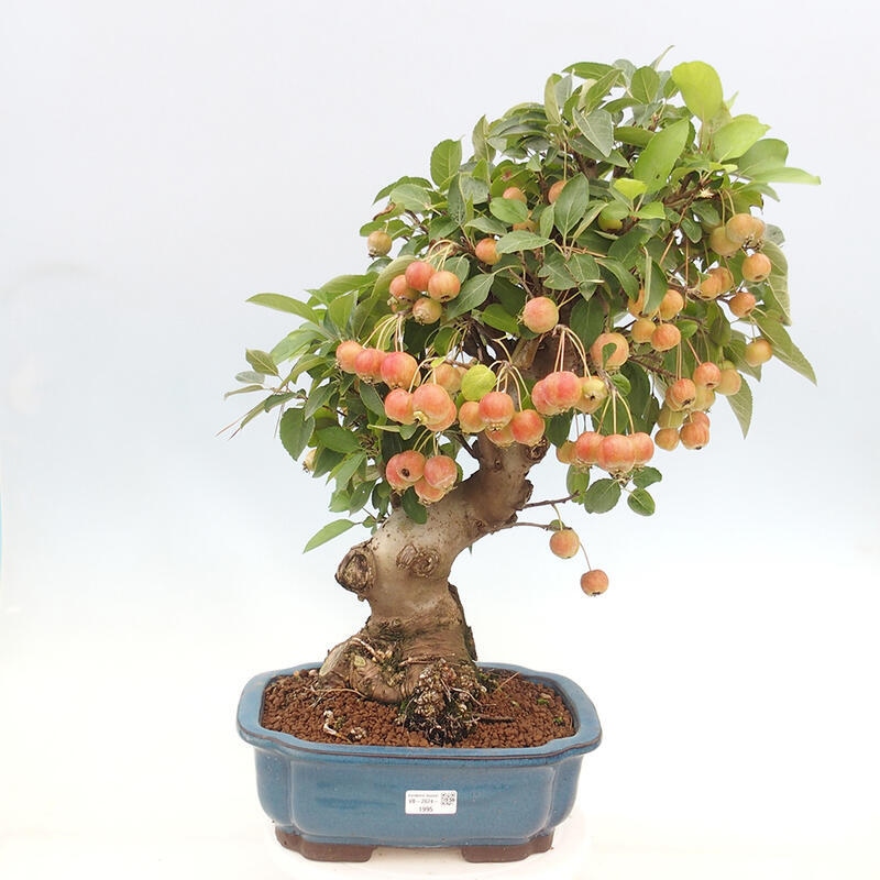 Bonsai plenerowe - Malus Halliana - Jabłoń drobnoowocowa