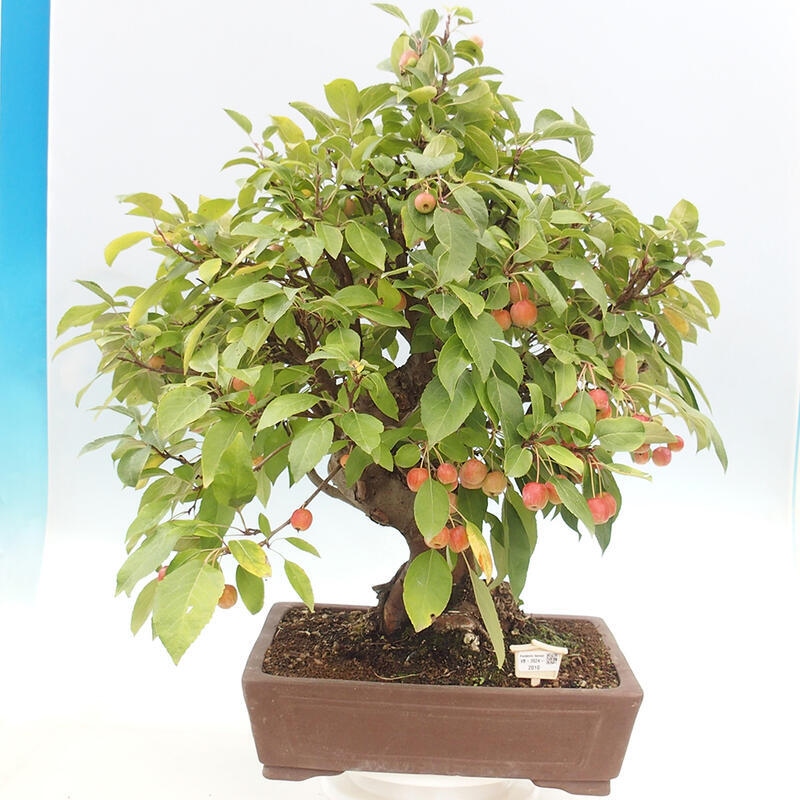 Bonsai plenerowe - Malus Halliana - Jabłoń drobnoowocowa