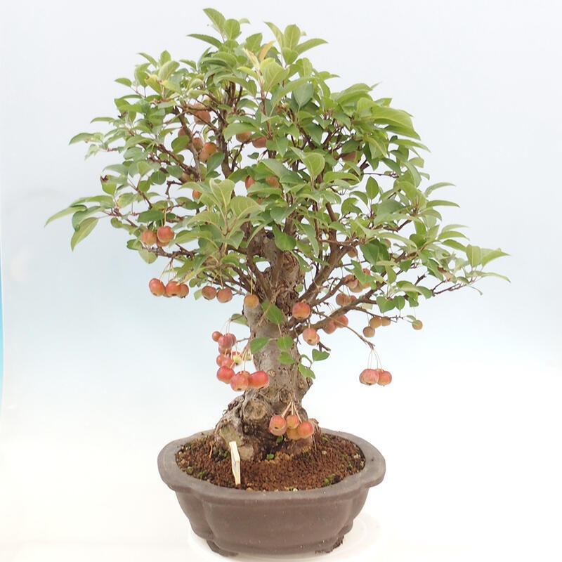 Bonsai plenerowe - Malus Halliana - Jabłoń drobnoowocowa