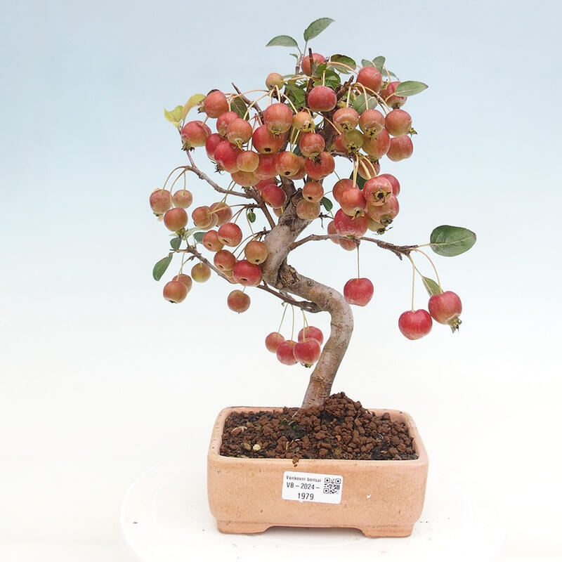 Bonsai plenerowe - Malus Halliana - Jabłoń drobnoowocowa