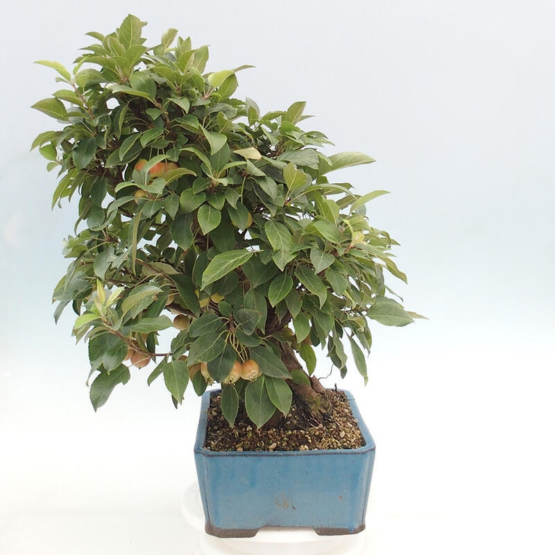 Bonsai plenerowe - Malus Halliana - Jabłoń drobnoowocowa