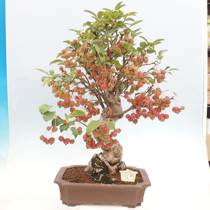 Bonsai plenerowe - Malus Halliana - Jabłoń drobnoowocowa