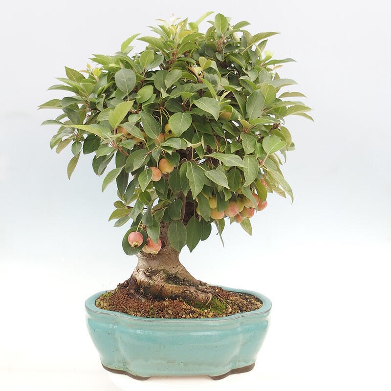 Bonsai plenerowe - Malus Halliana - Jabłoń drobnoowocowa