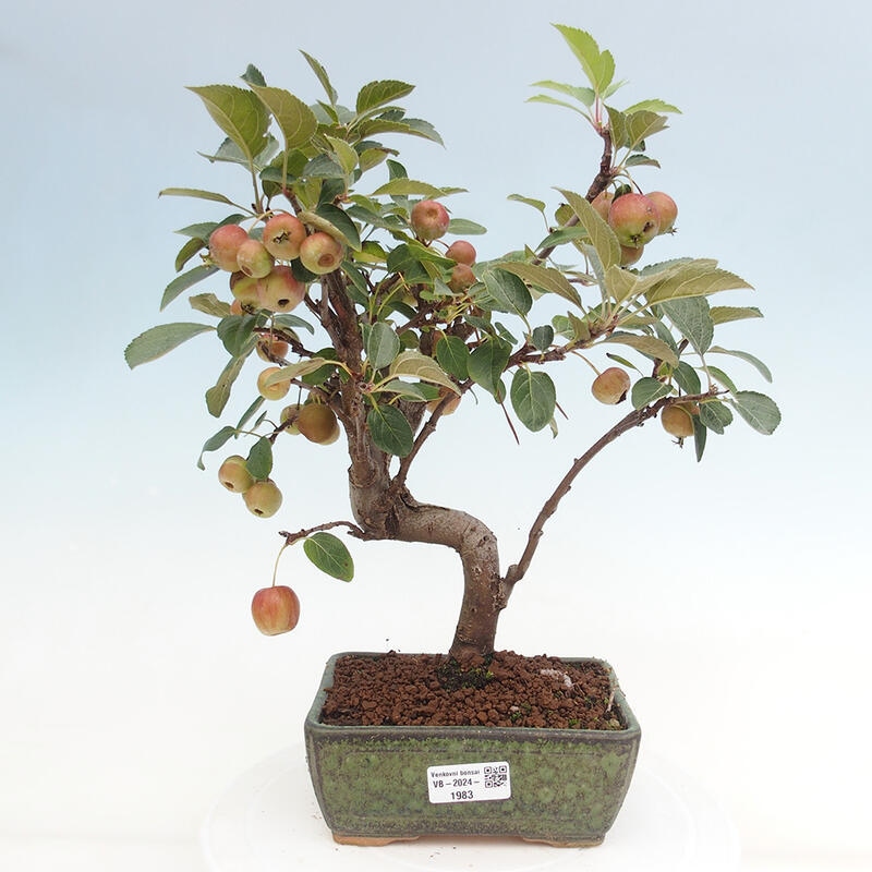 Bonsai plenerowe - Malus Halliana - Jabłoń drobnoowocowa