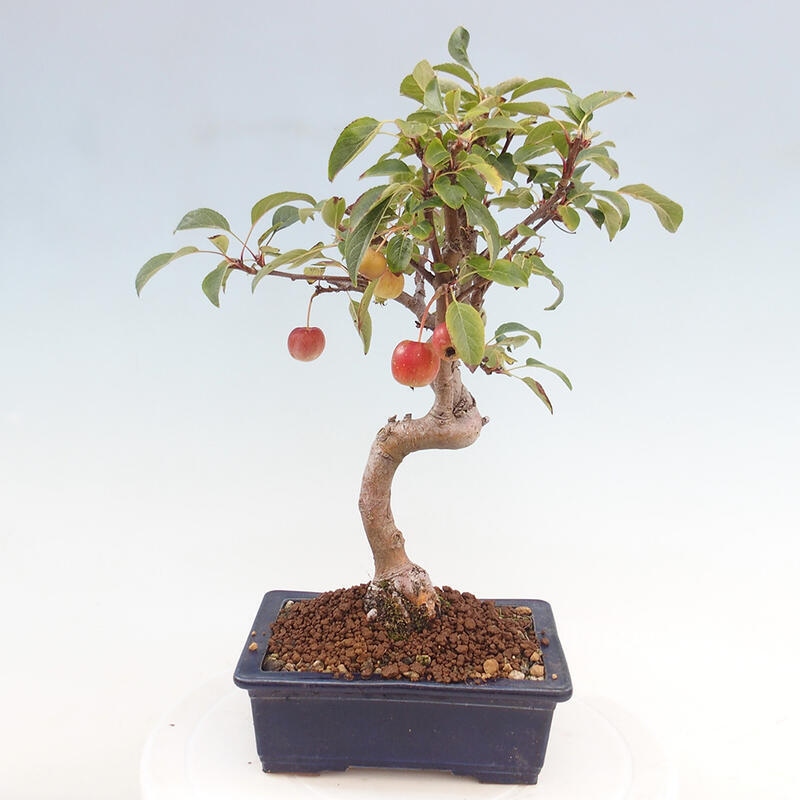 Bonsai plenerowe - Malus Halliana - Jabłoń drobnoowocowa