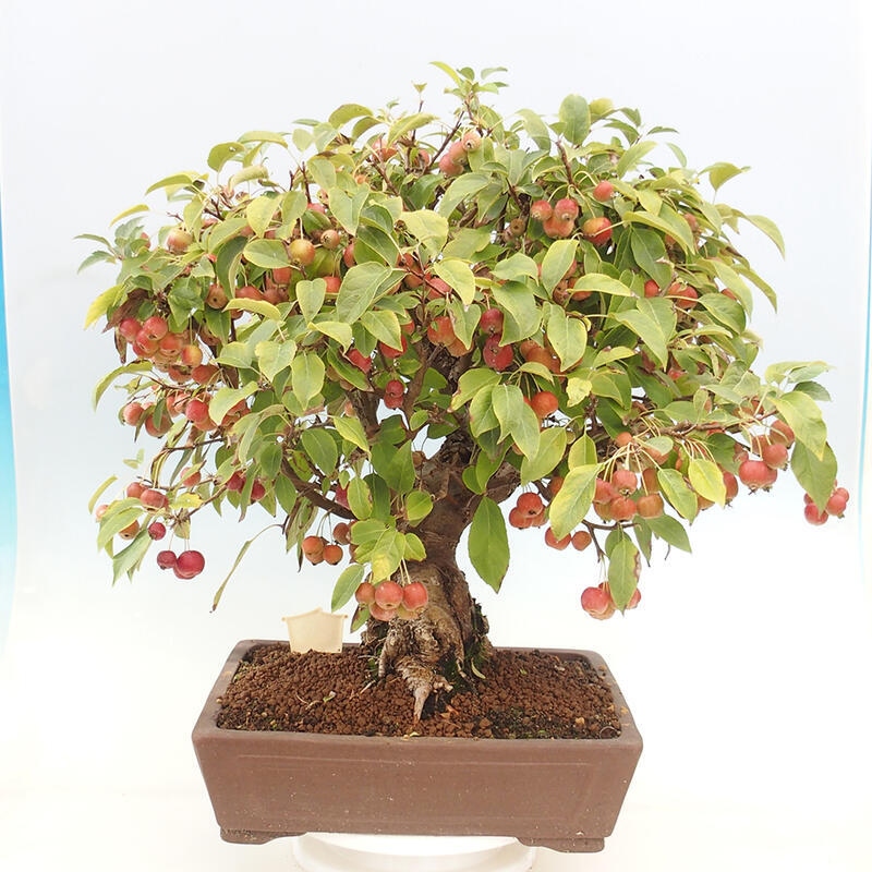 Bonsai plenerowe - Malus Halliana - Jabłoń drobnoowocowa