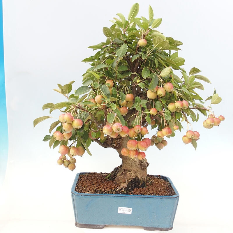 Bonsai plenerowe - Malus Halliana - Jabłoń drobnoowocowa