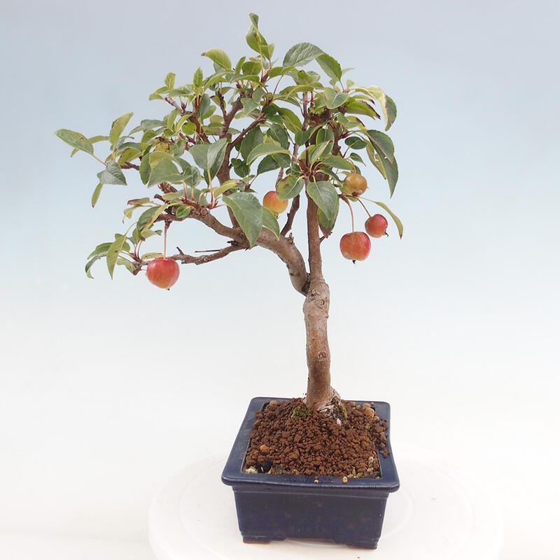 Bonsai plenerowe - Malus Halliana - Jabłoń drobnoowocowa