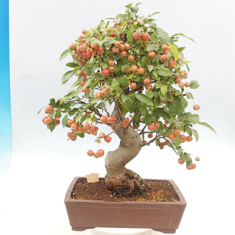 Bonsai plenerowe - Malus Halliana - Jabłoń drobnoowocowa