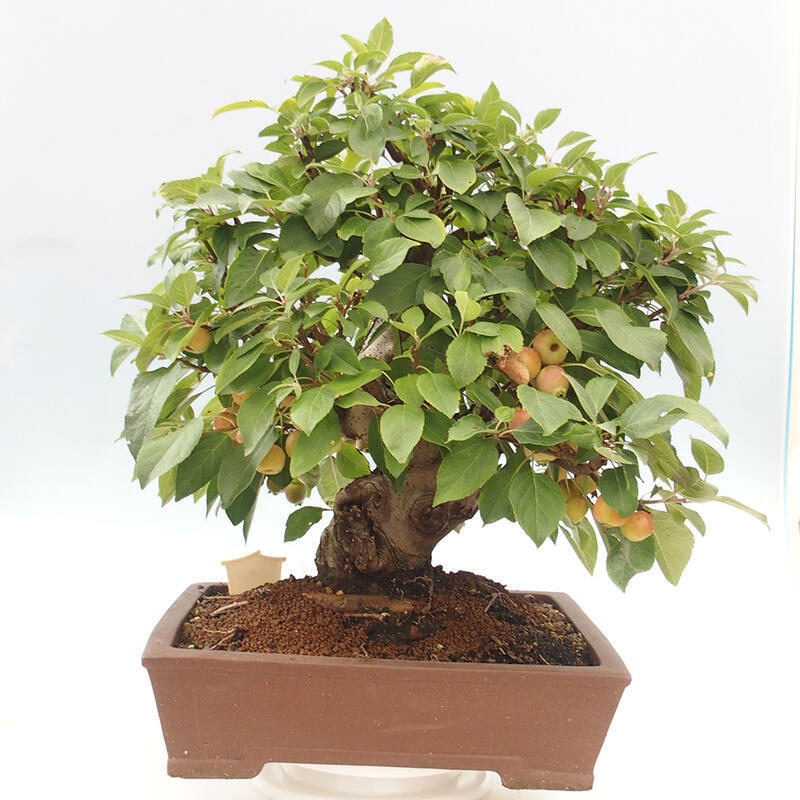 Bonsai plenerowe - Malus Halliana - Jabłoń drobnoowocowa