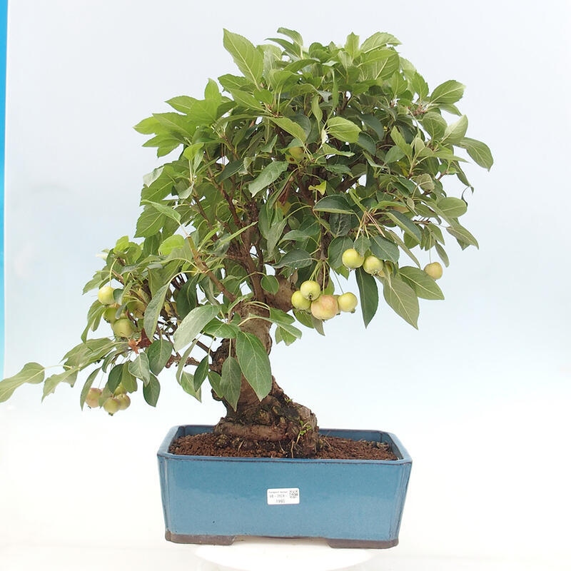 Bonsai plenerowe - Malus Halliana - Jabłoń drobnoowocowa