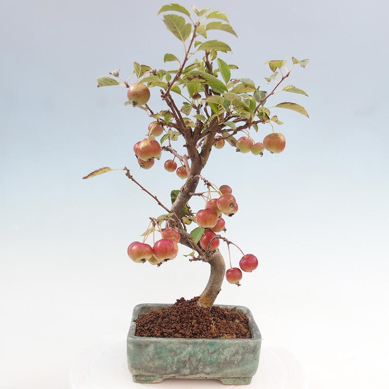 Bonsai plenerowe - Malus Halliana - Jabłoń drobnoowocowa