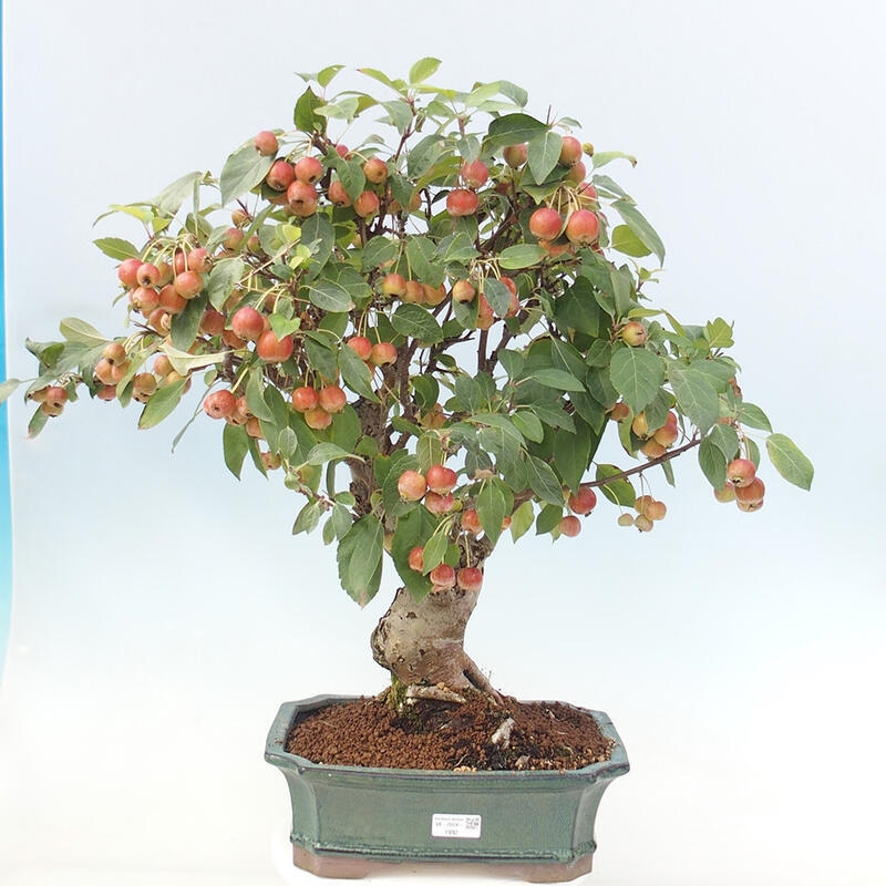 Bonsai plenerowe - Malus Halliana - Jabłoń drobnoowocowa