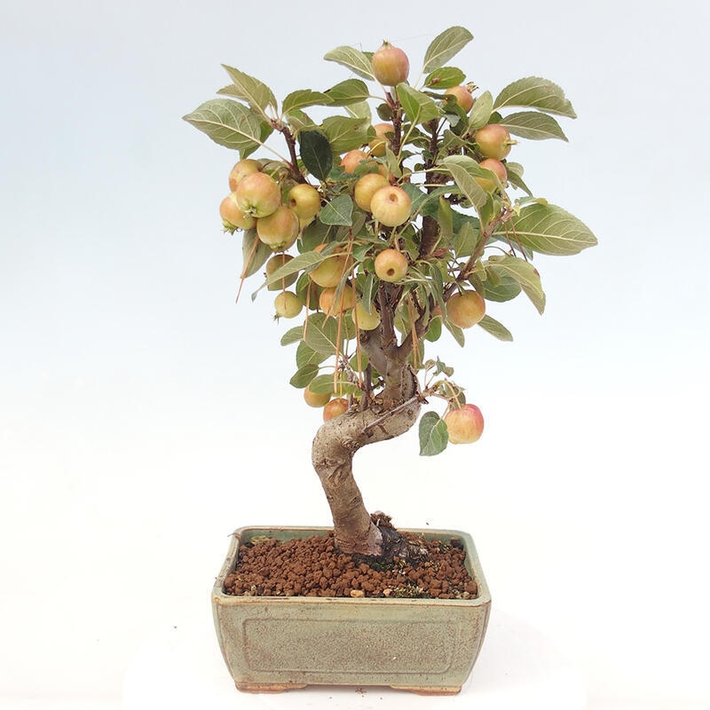 Bonsai plenerowe - Malus Halliana - Jabłoń drobnoowocowa