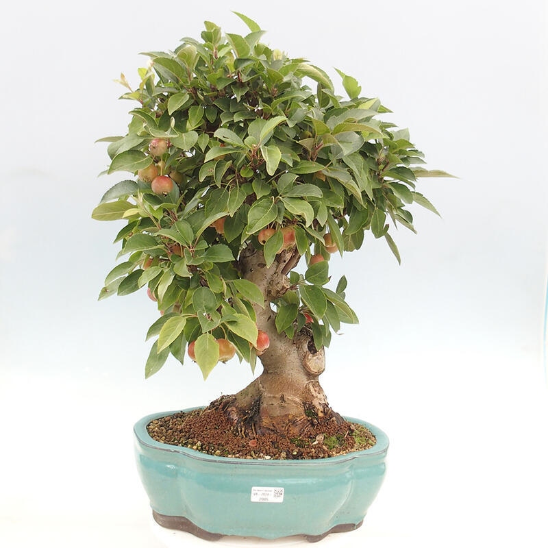 Bonsai plenerowe - Malus Halliana - Jabłoń drobnoowocowa