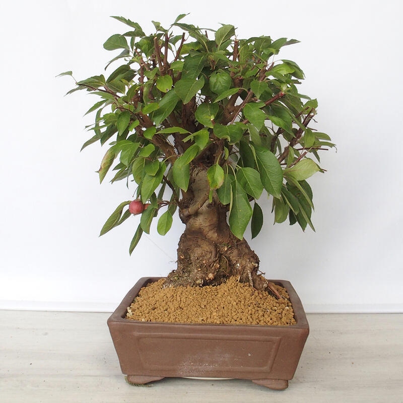 Outdoor bonsai -Malus Halliana - owocach jabłoni