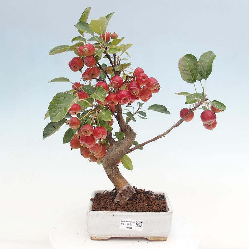 Bonsai plenerowe - Malus Halliana - Jabłoń drobnoowocowa