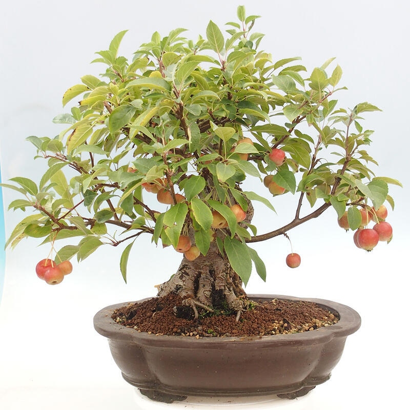 Bonsai plenerowe - Malus Halliana - Jabłoń drobnoowocowa