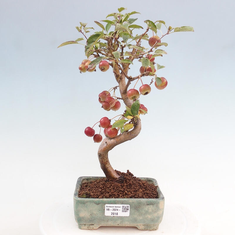 Bonsai plenerowe - Malus Halliana - Jabłoń drobnoowocowa